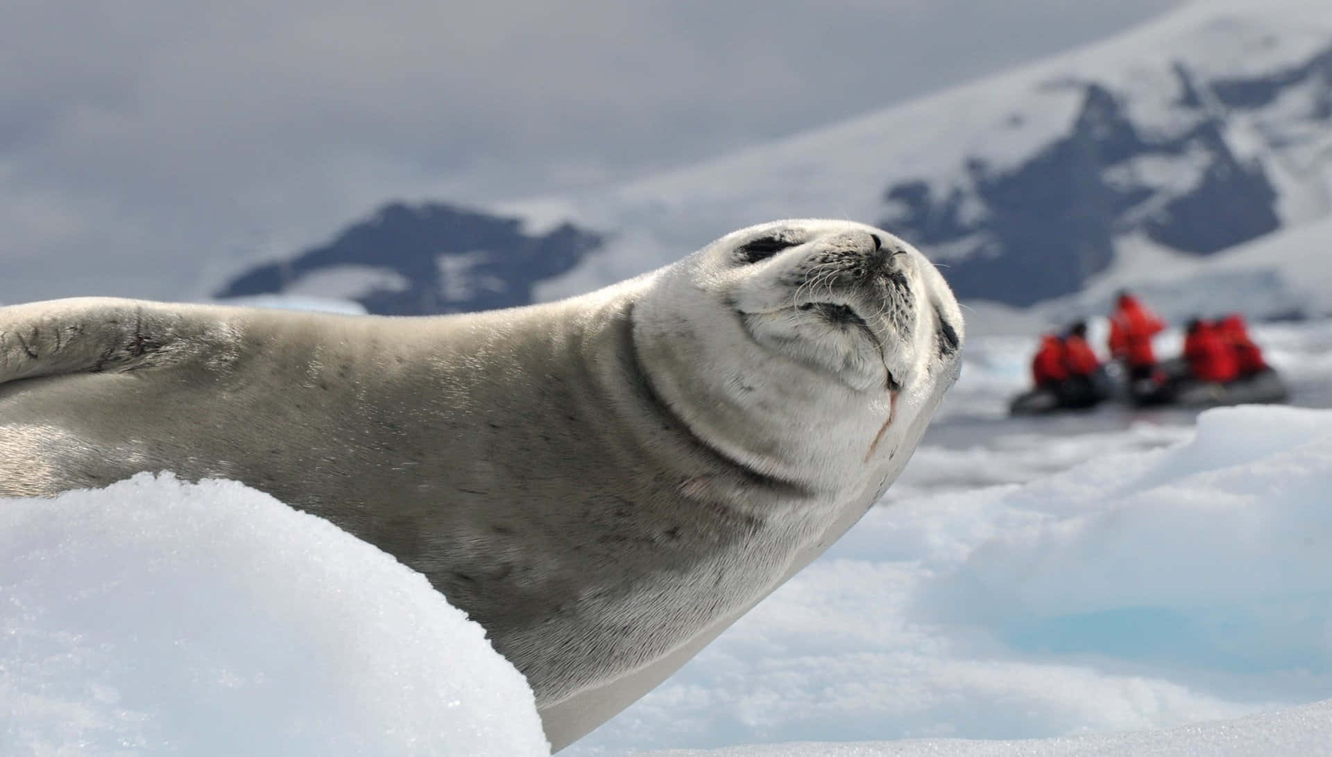 Gray Seal, snowy ice, snow-capped mountains, Full HD Desktop Wallpaper