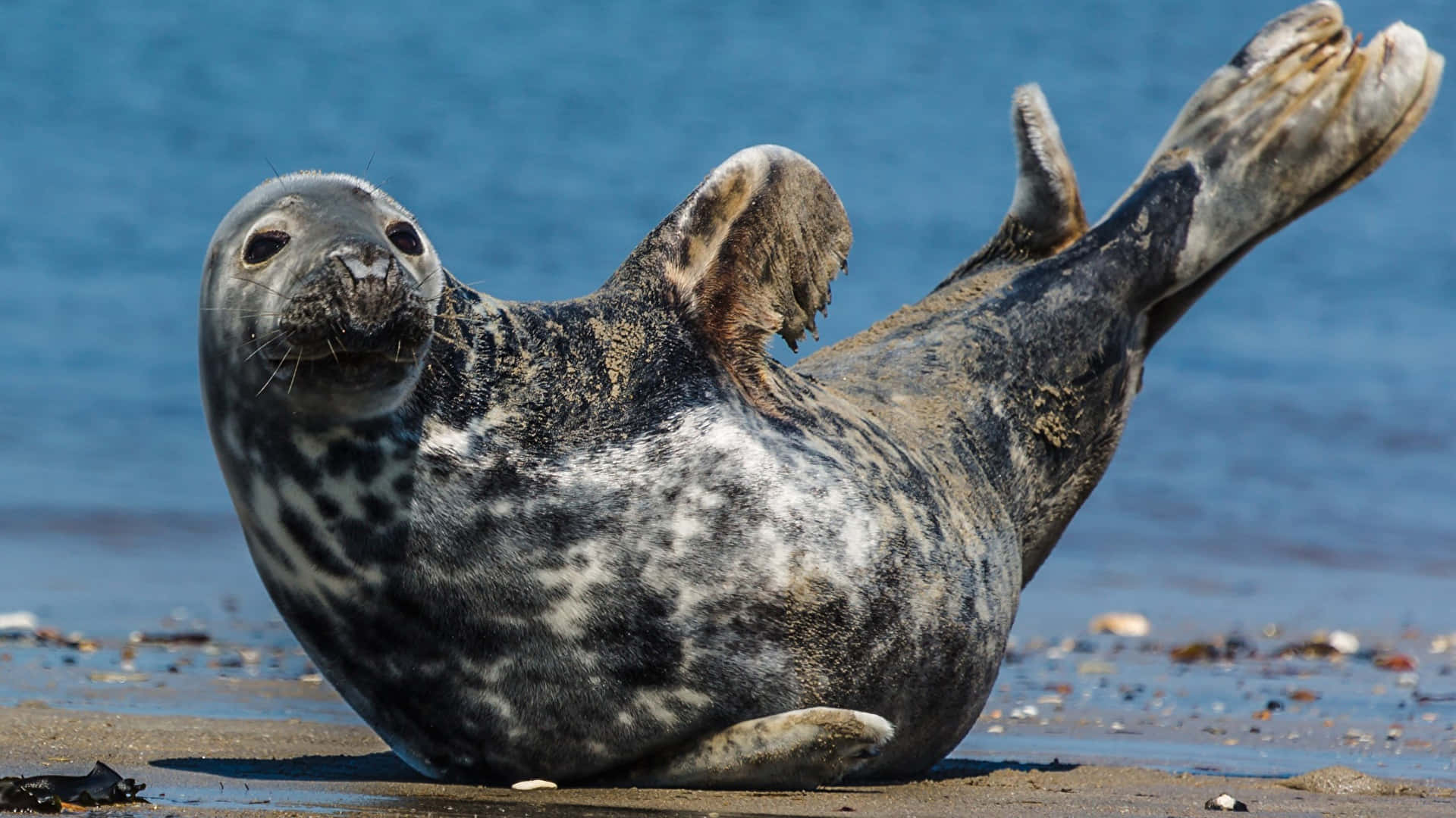 Gray Seal, sandy beach, blue ocean, Full HD Desktop Wallpaper