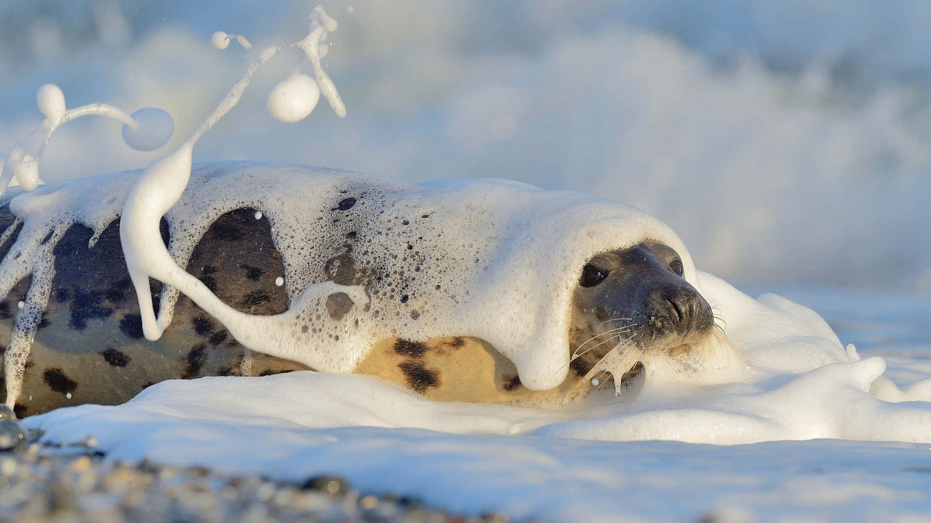Grey Seal, seaside rock, ocean foam, Full HD Desktop Wallpaper