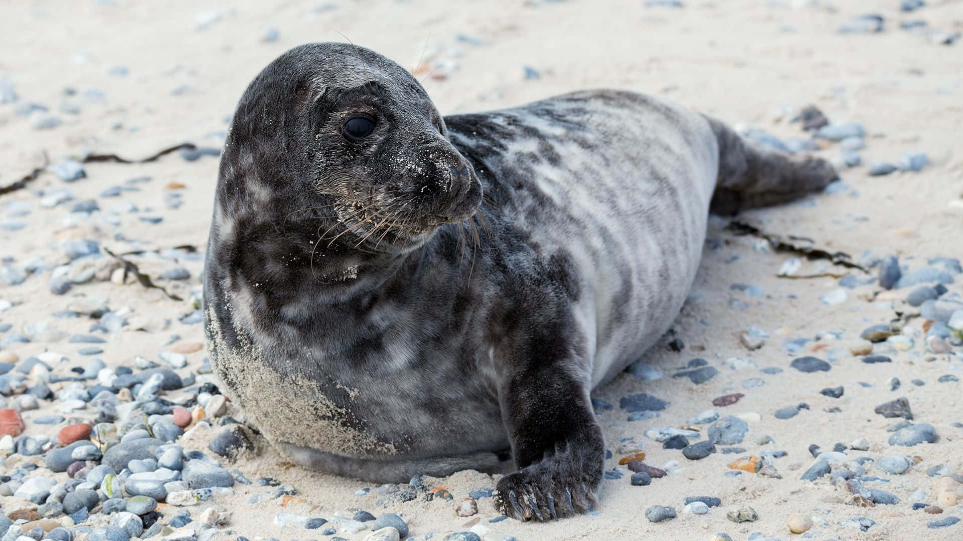 Gray Seal, pebbled beach, seaweed, Full HD Desktop Wallpaper