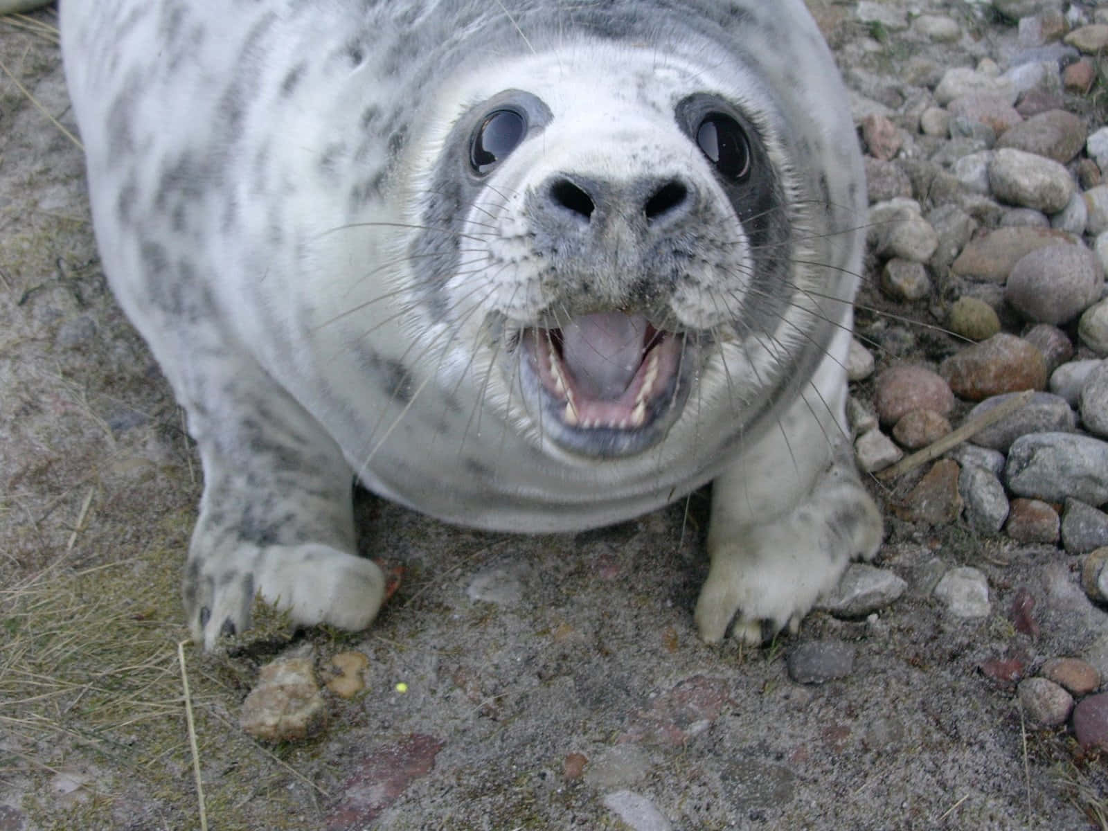 gray seal pup, spotted seal pup, wide eyes, HD Desktop Wallpaper