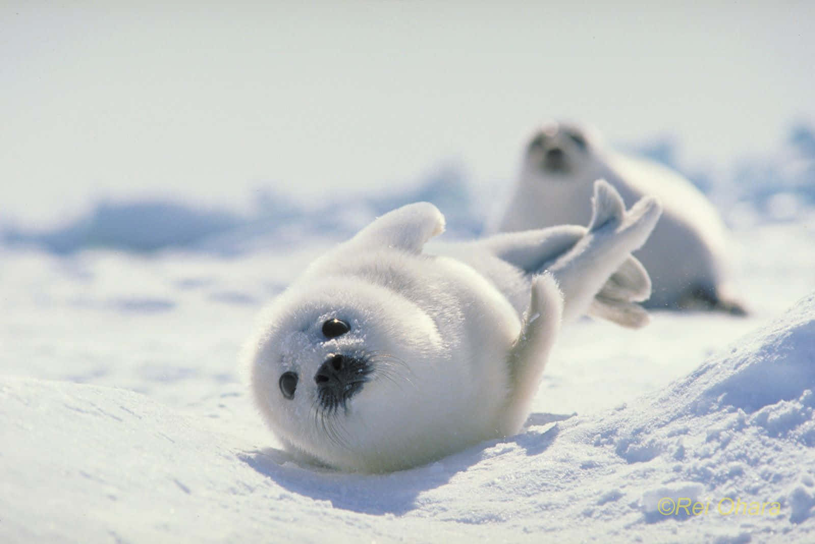 Baby Gray Seals, snowy Arctic terrain, fluffy white seal pup, HD Desktop Wallpaper