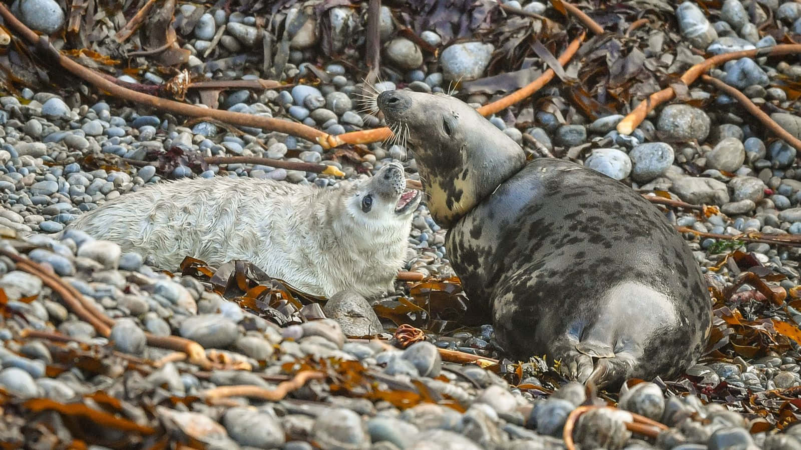Gray Seal, mother and pup, rocky beach, HD Desktop Wallpaper