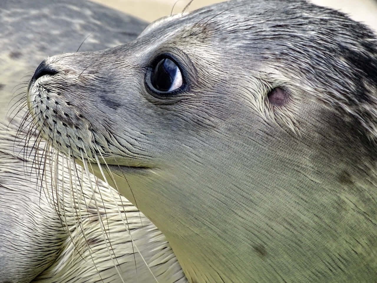gray seal, close up, detailed fur texture, HD Desktop Wallpaper