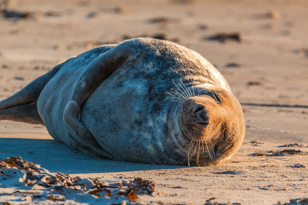 gray seal, sandy beach, sunlit, HD Desktop Wallpaper