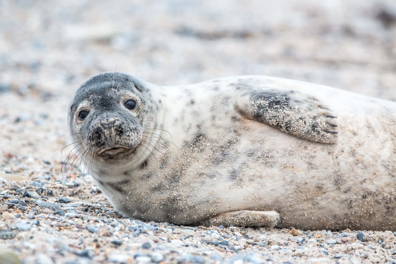 Gray Seal, pebbled beach, sand, HD Desktop Wallpaper