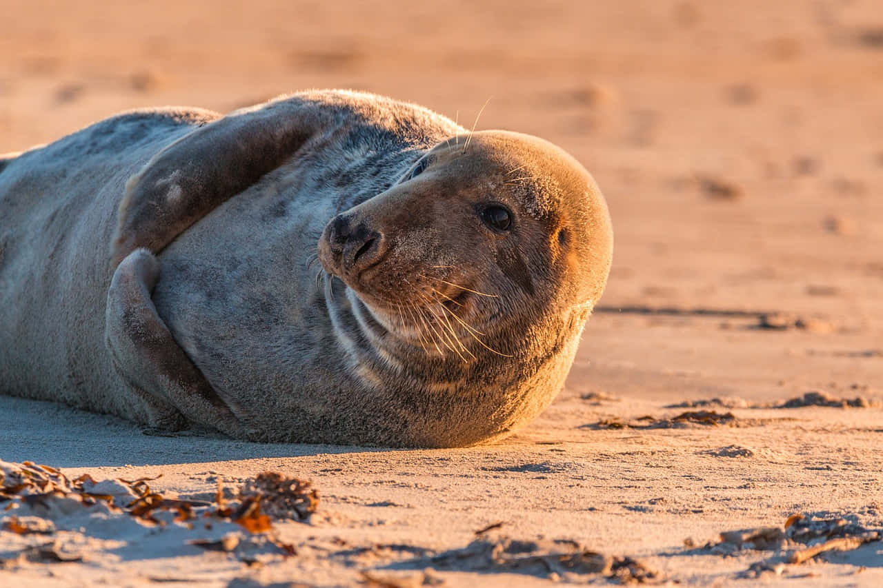 Gray Seal, sandy beach, golden hour, HD Desktop Wallpaper