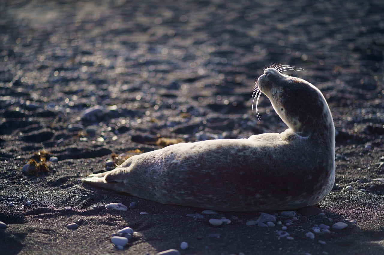 Gray Seal, sunlit black volcanic beach, small stones, HD Desktop Wallpaper