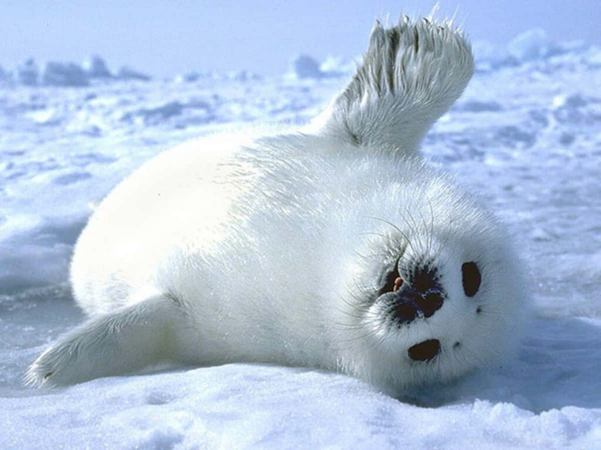 baby seal, fluffy white seal pup, snowy ice, SD Desktop Wallpaper