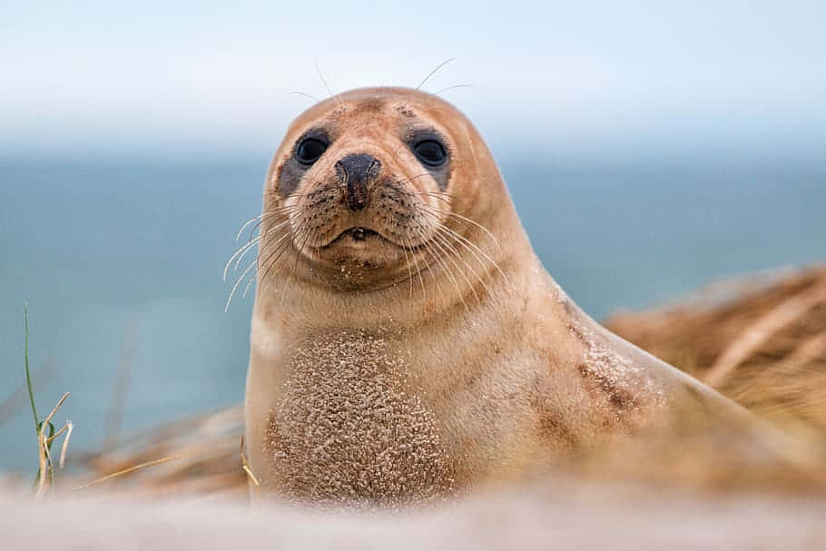 Gray Seal, beach, dunes, SD Desktop Wallpaper
