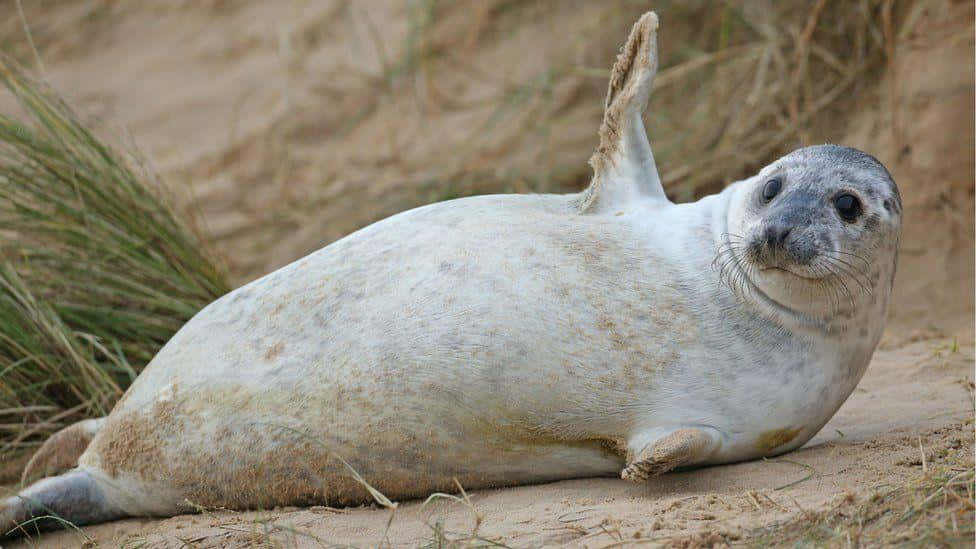 Gray Seal, sandy dunes, grass vegetation, SD Desktop Wallpaper