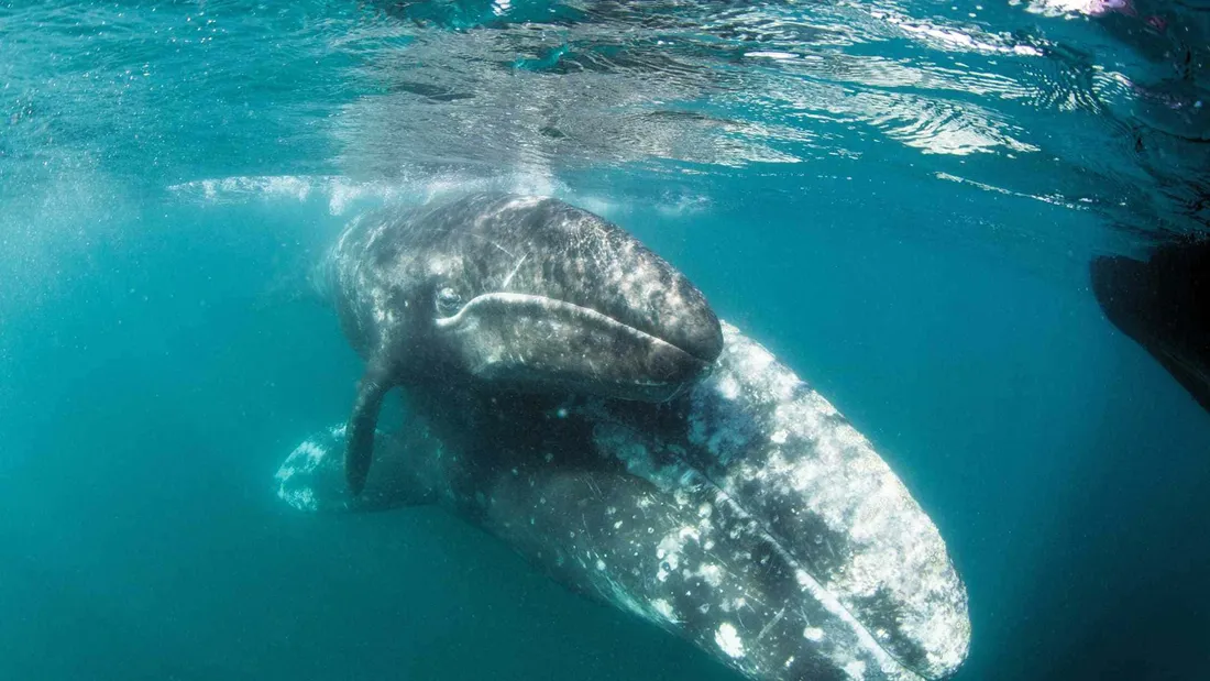 Gray Whale
