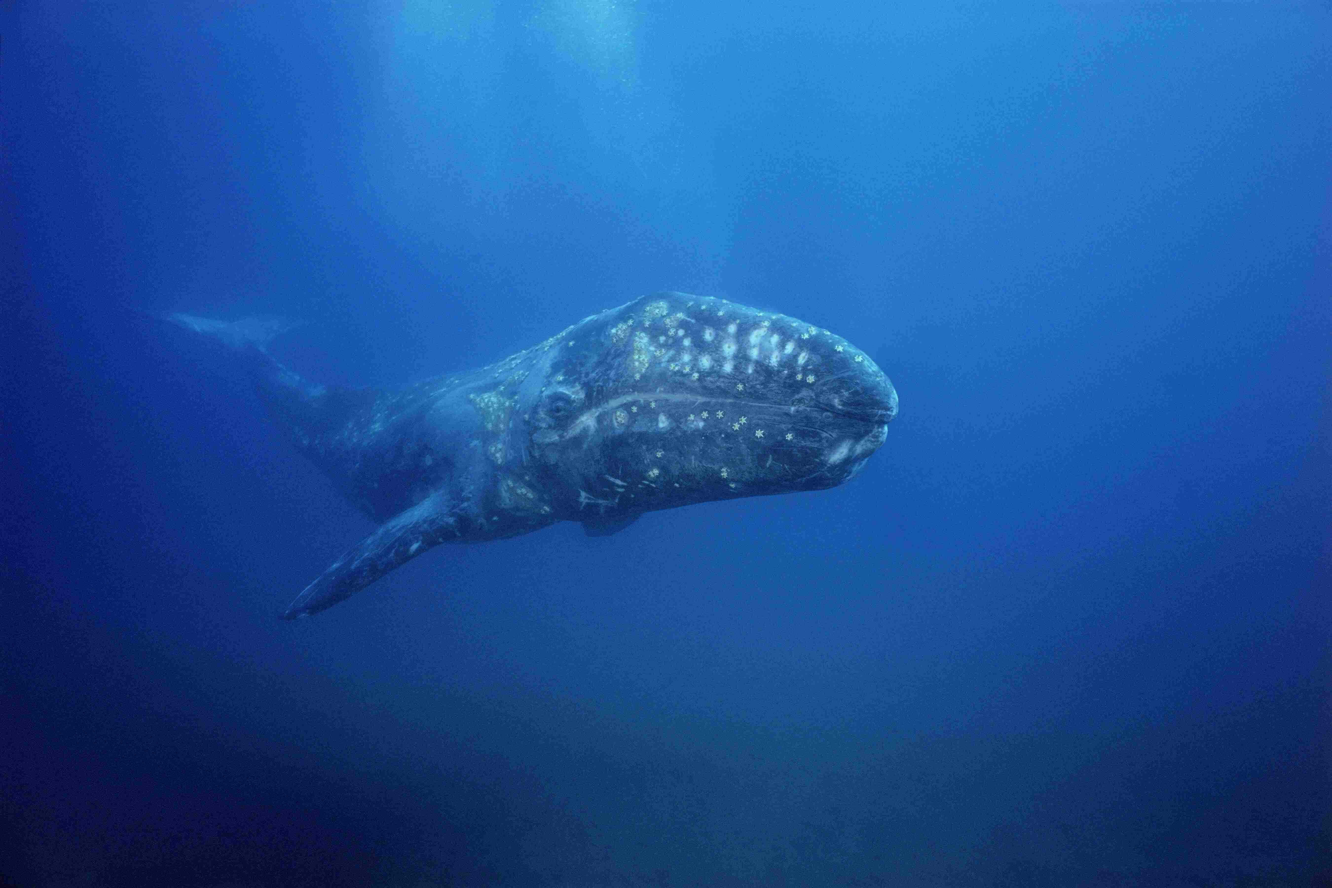 Gray Whale, deep blue ocean water, sunlight filtering from above, 5K Desktop Wallpaper