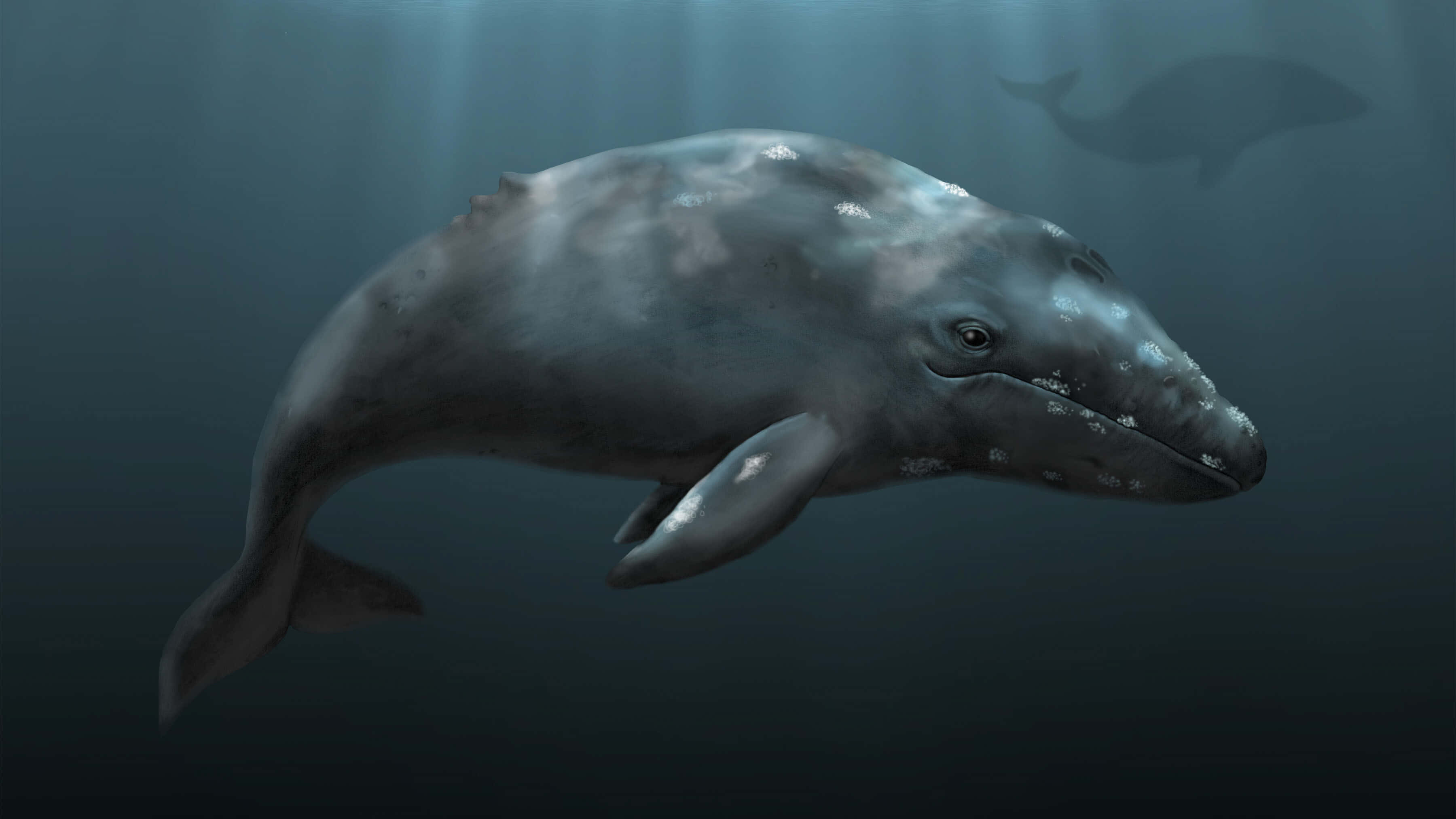 gray whale, white spots, deep blue ocean water, 2K Desktop Wallpaper