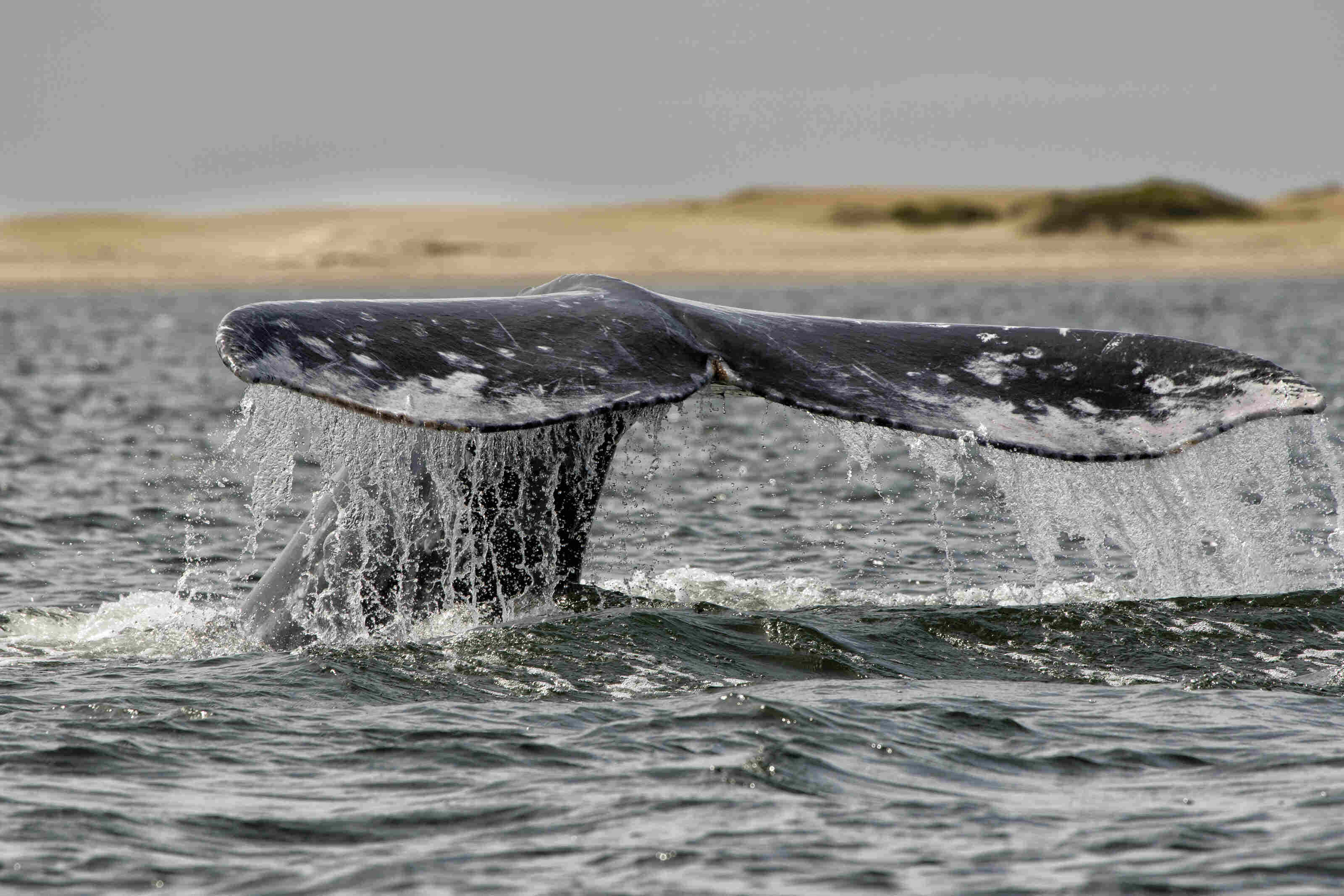 gray whale, tail, ocean surface, 2K Desktop Wallpaper