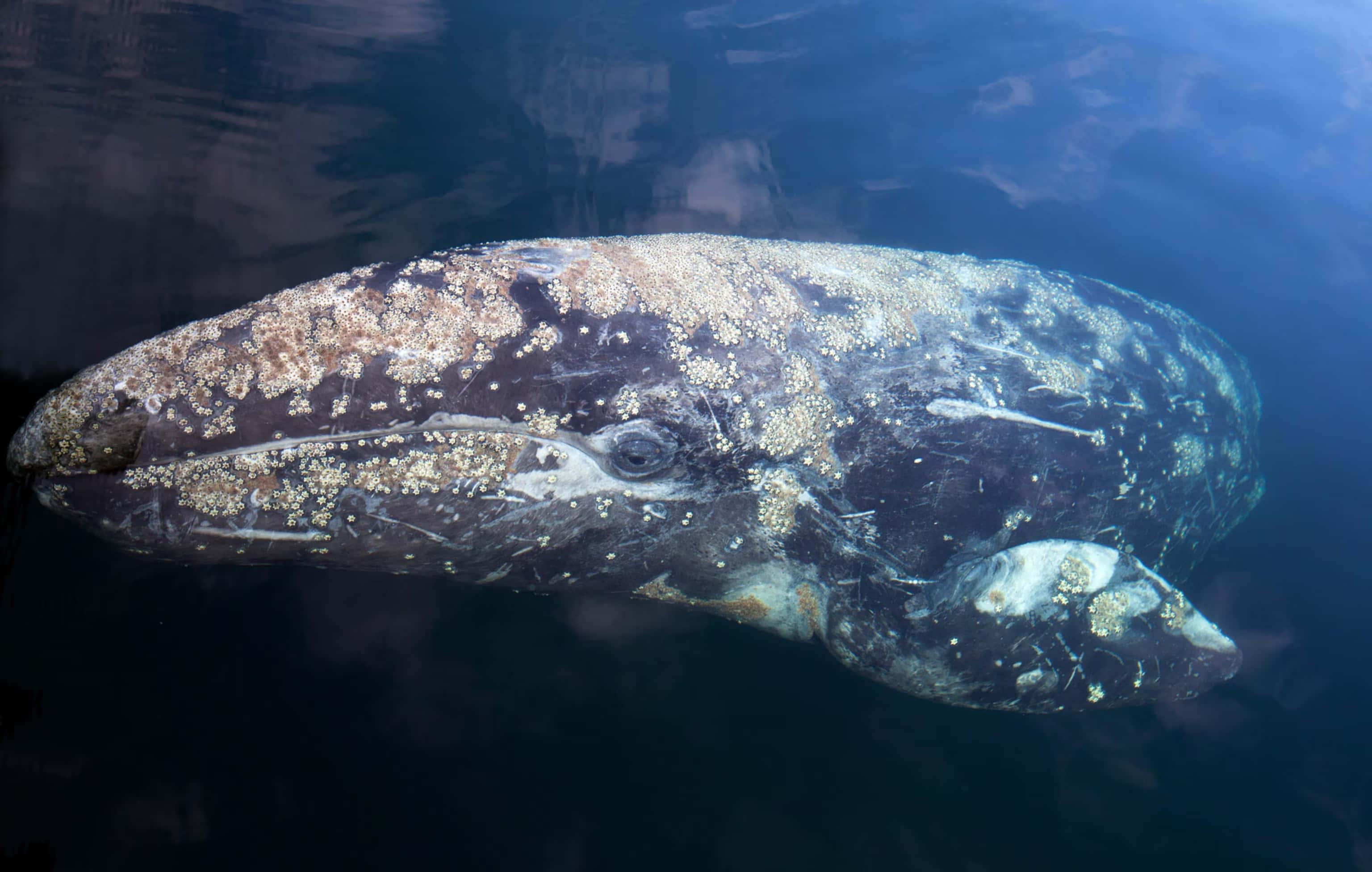gray whale, deep blue water, mottled skin, 2K Desktop Wallpaper