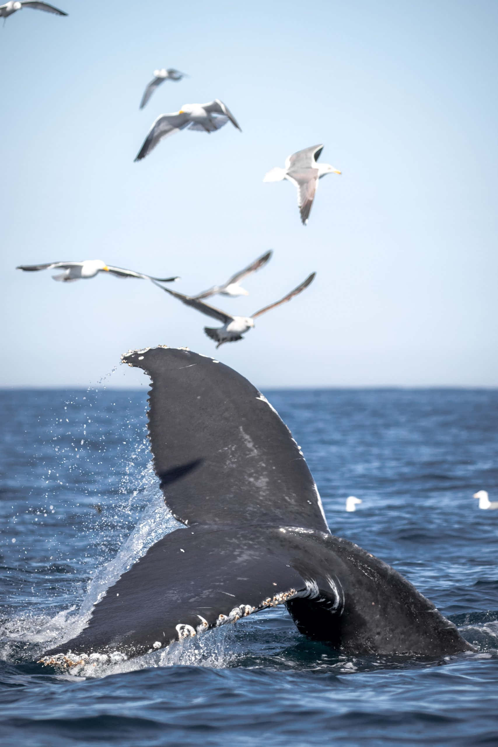 Gray Whale, tail, seagulls, 2K Phone Wallpaper