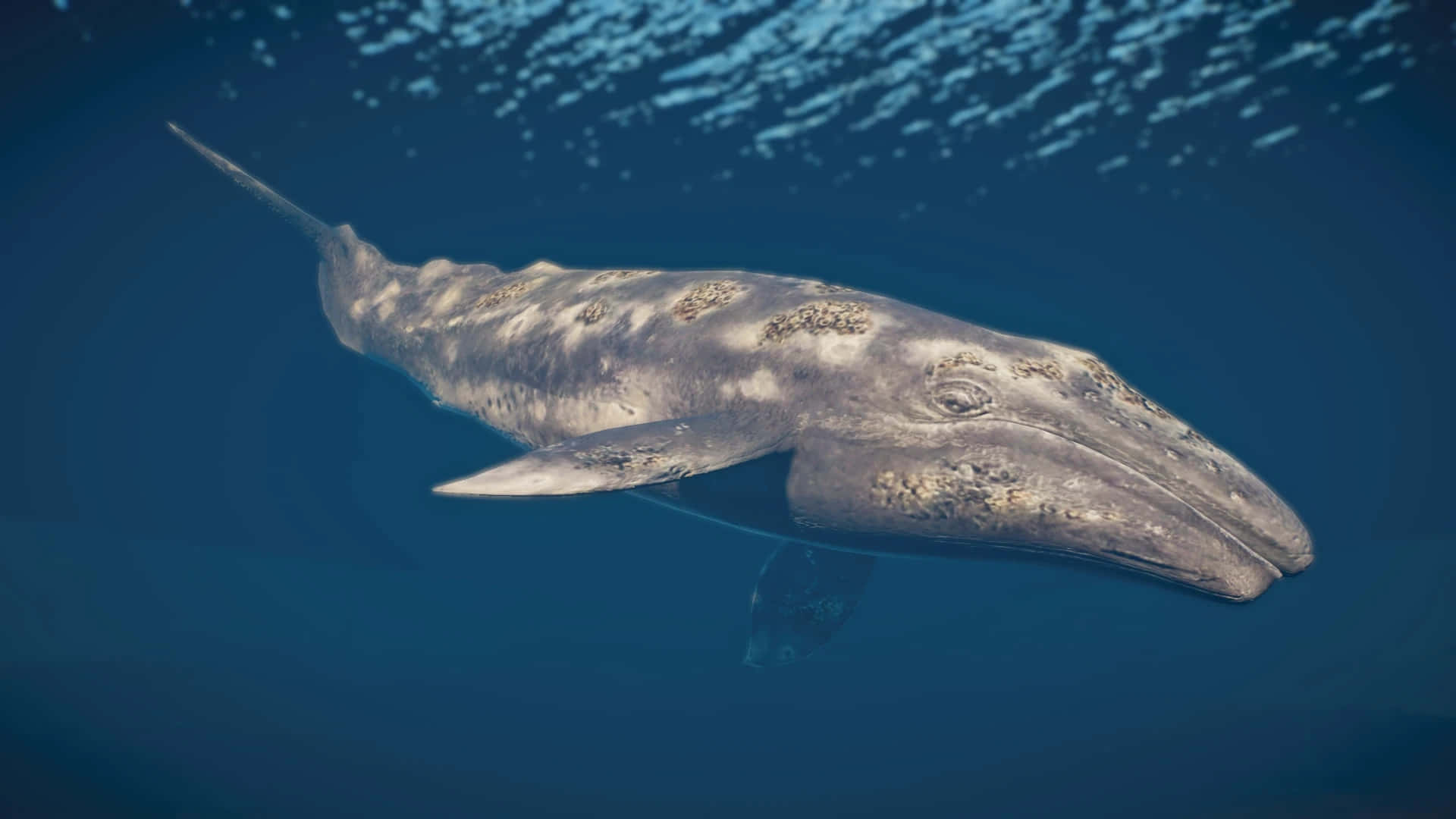 gray whale, underwater, deep blue ocean waters, Full HD Desktop Wallpaper
