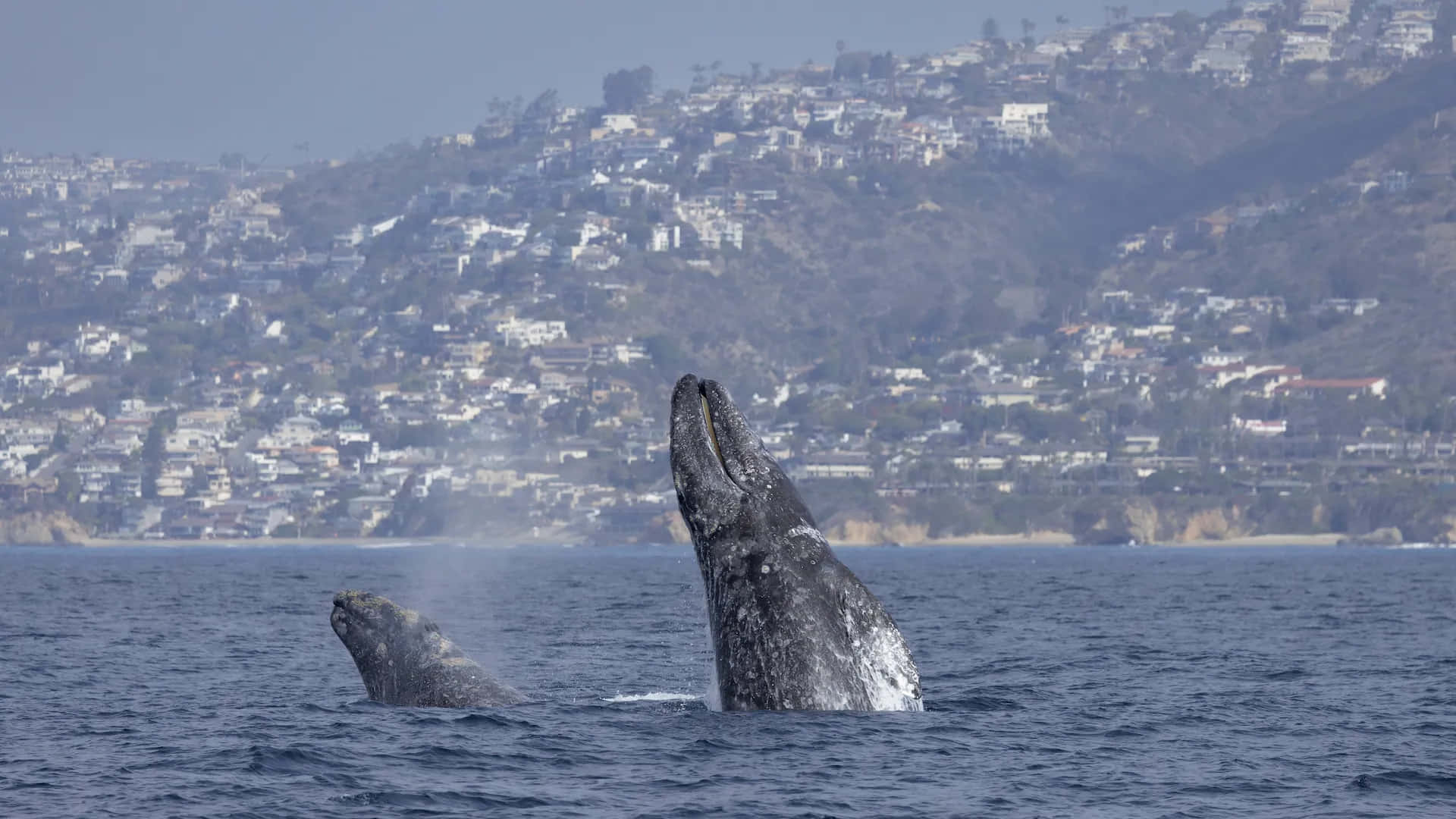 Gray Whale, breaching, deep blue ocean, Full HD Desktop Wallpaper