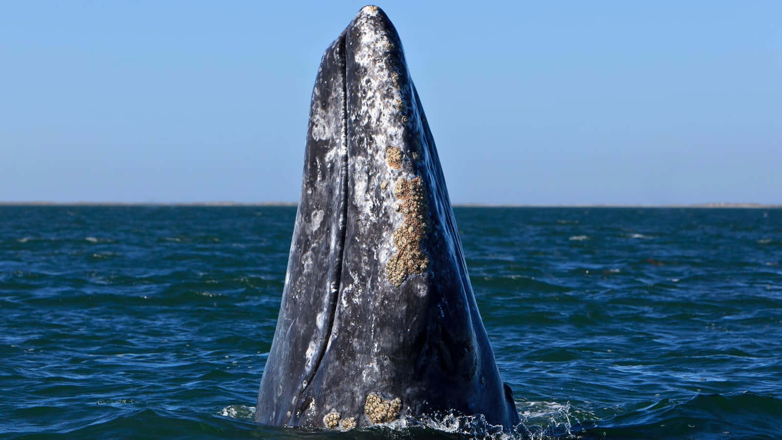 Gray Whale, spyhopping, deep blue ocean waters, HD Desktop Wallpaper
