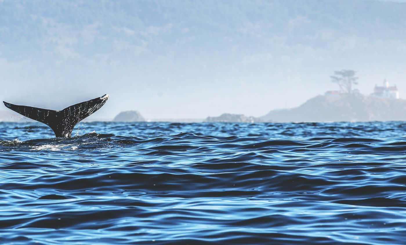 Gray Whale, tail fluke, ocean, HD Desktop Wallpaper