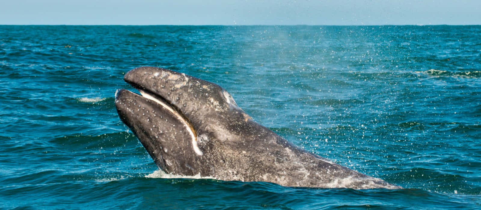 Gray Whale, turquoise ocean, clear blue sky, HD Desktop Wallpaper