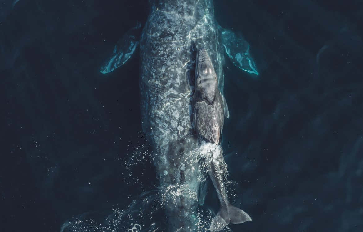 Gray Whale, calf, aerial view, SD Desktop Wallpaper