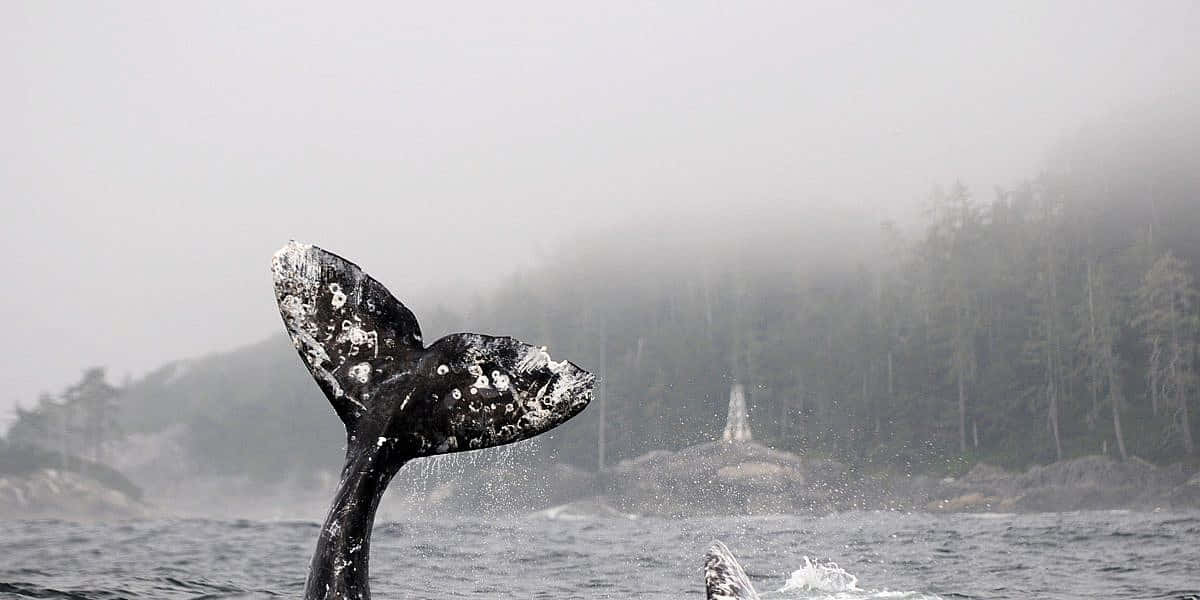 gray whale, fluke, misty waters, SD Desktop Wallpaper