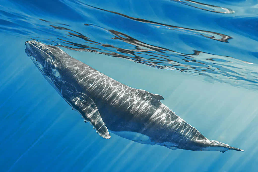 Gray Whale, underwater, graceful swim, SD Desktop Wallpaper