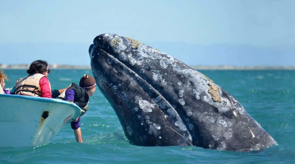 gray whale, small boat, tourists, SD Desktop Wallpaper