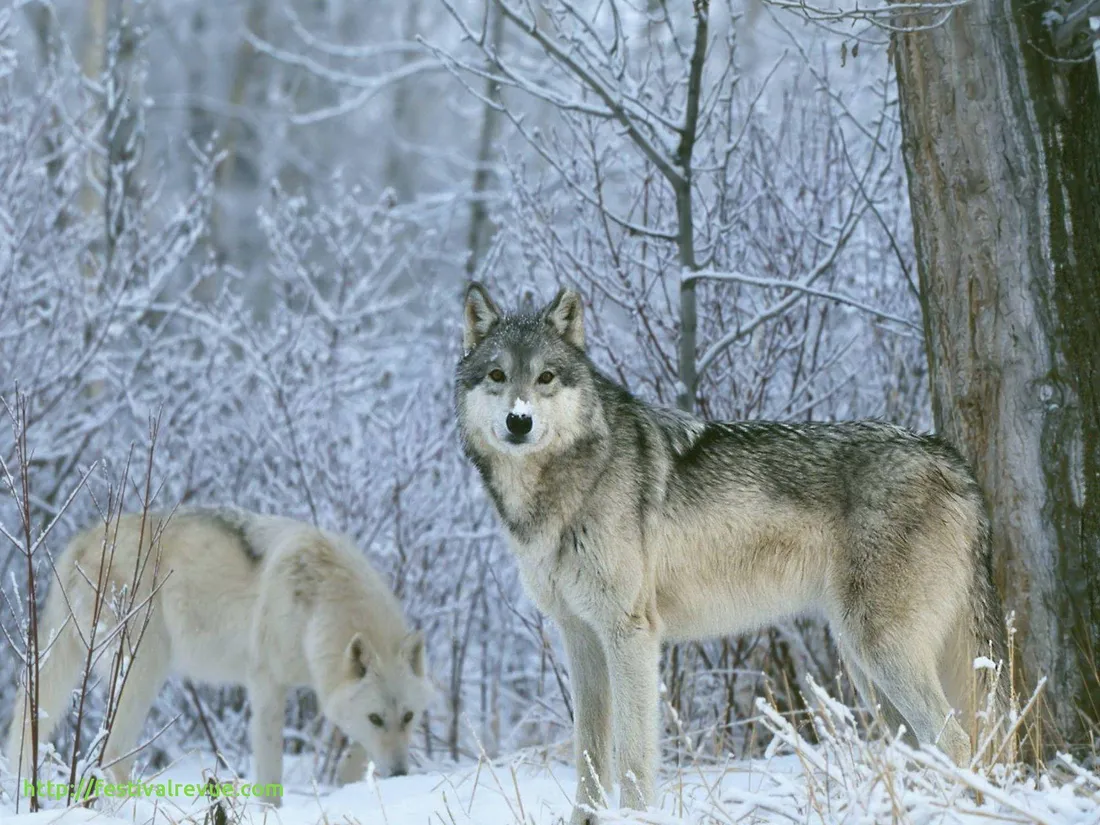 Gray Wolf