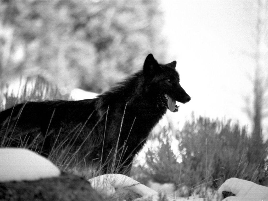 Pure Black Wolf, black wolf, snowy grass, SD Desktop Wallpaper