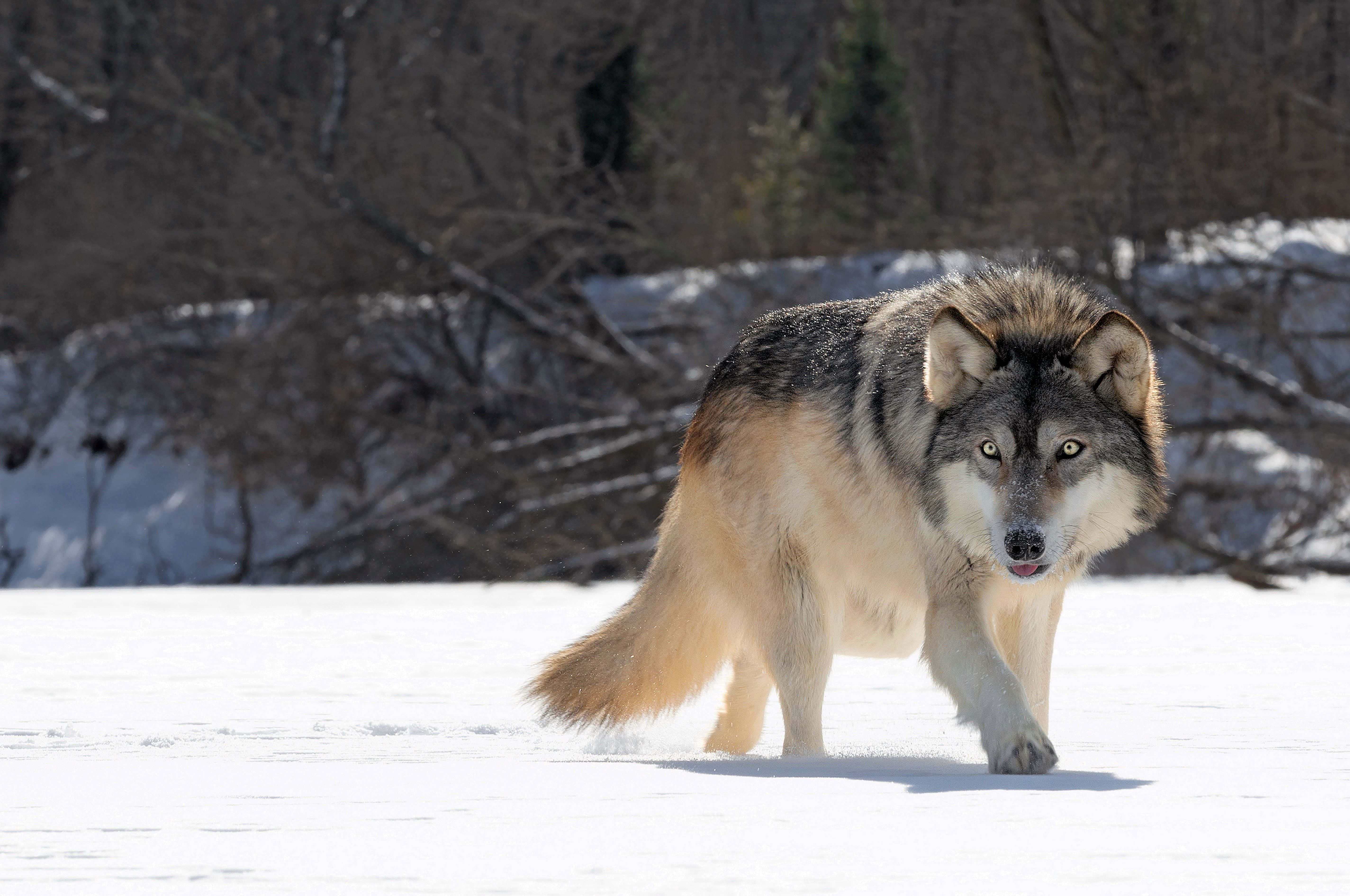 Gray Wolf, snowy field, sunlit, 5K Desktop Wallpaper