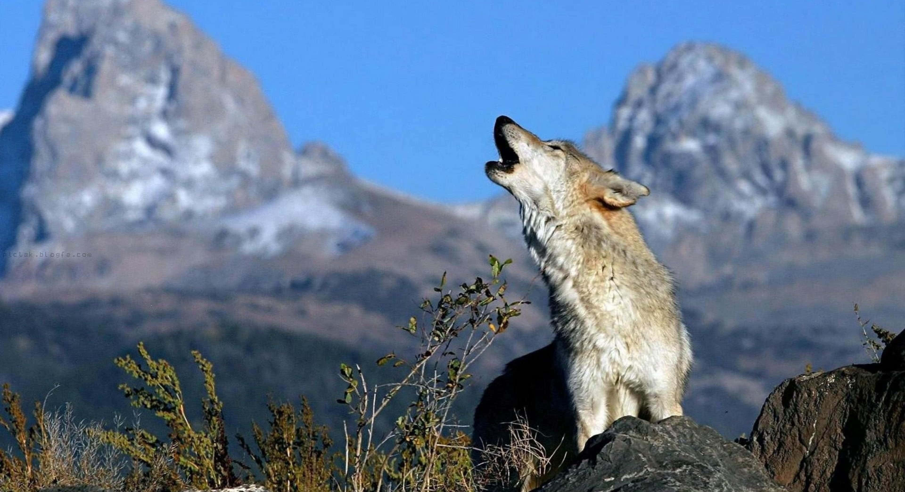 Gray Wolf, rocky outcrop, snow-capped mountains, 4K Desktop Wallpaper