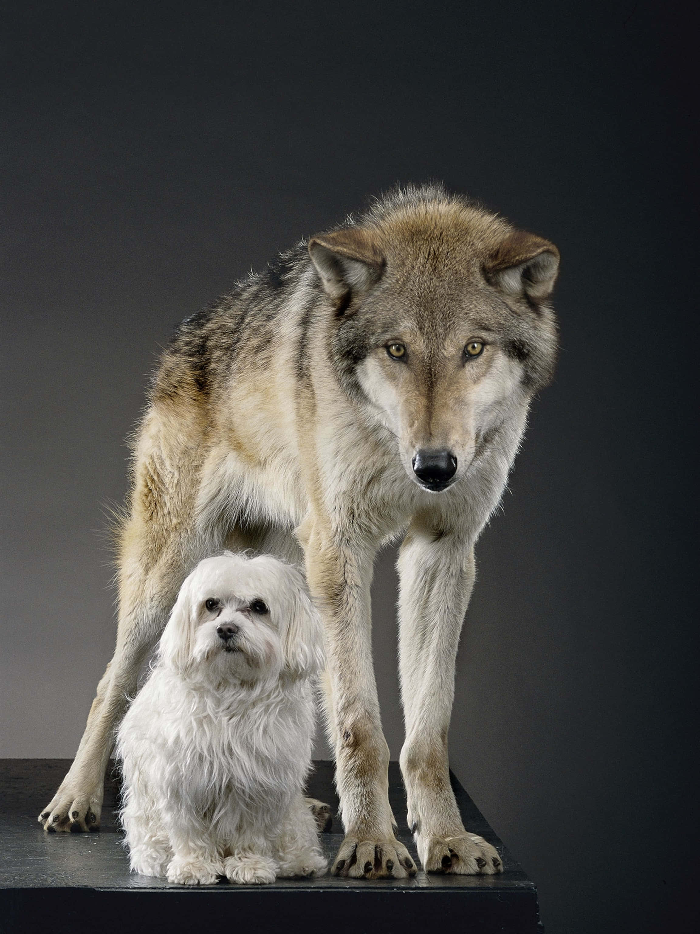 Gray Wolf, small fluffy white dog, dark platform, 2K Phone Wallpaper