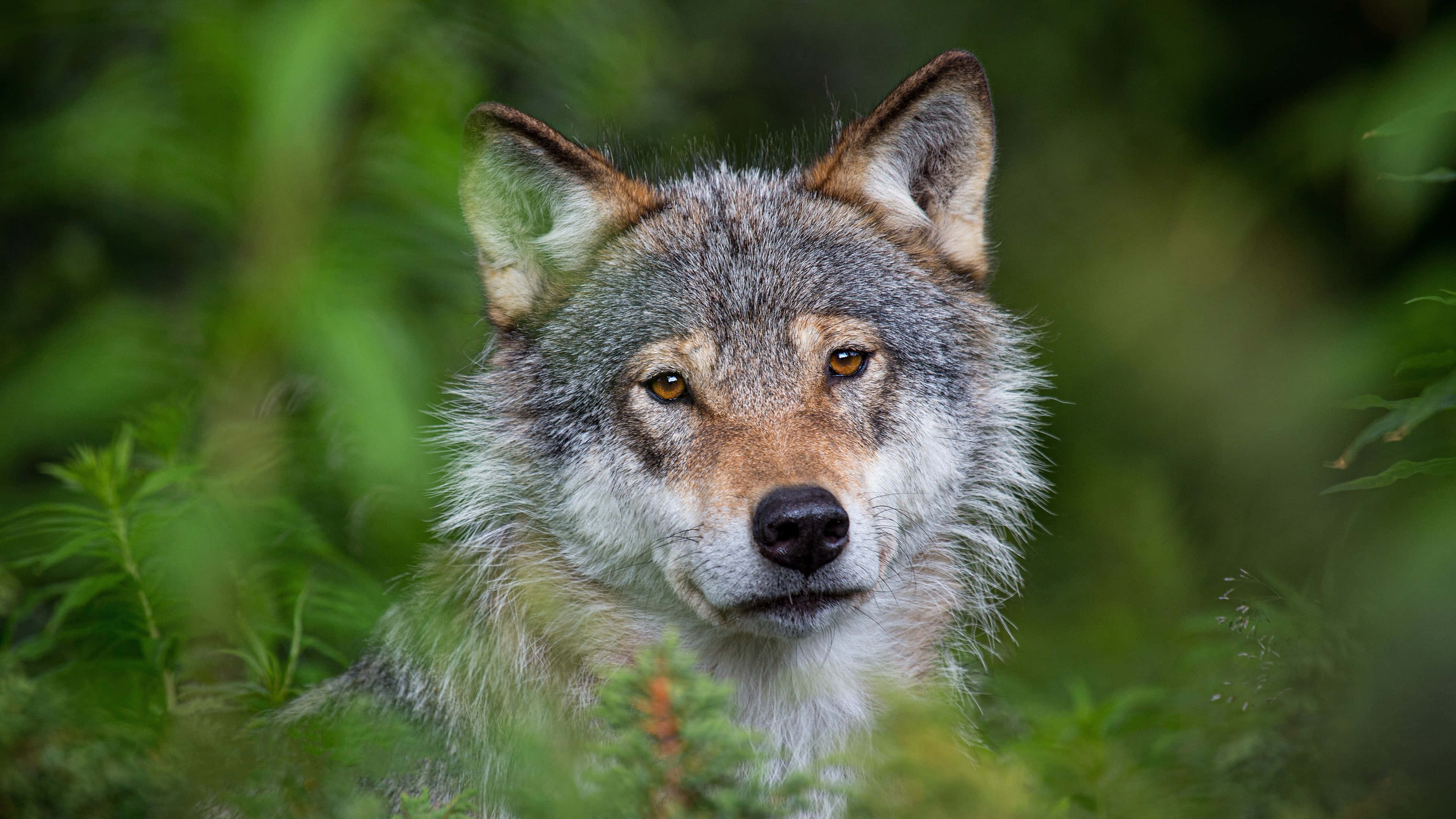 Gray Wolf, amber eyes, lush green foliage, 4K Desktop Wallpaper