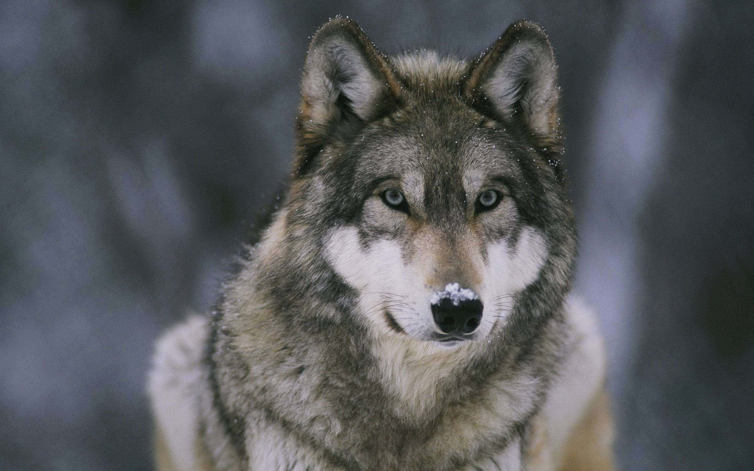 Gray Wolf, snowy forest, piercing blue eyes, 2K Desktop Wallpaper