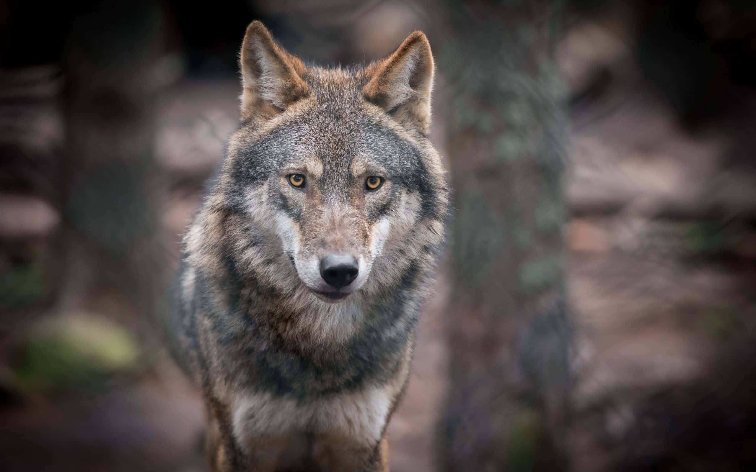 Gray Wolf, amber eyes, forest, 2K Desktop Wallpaper