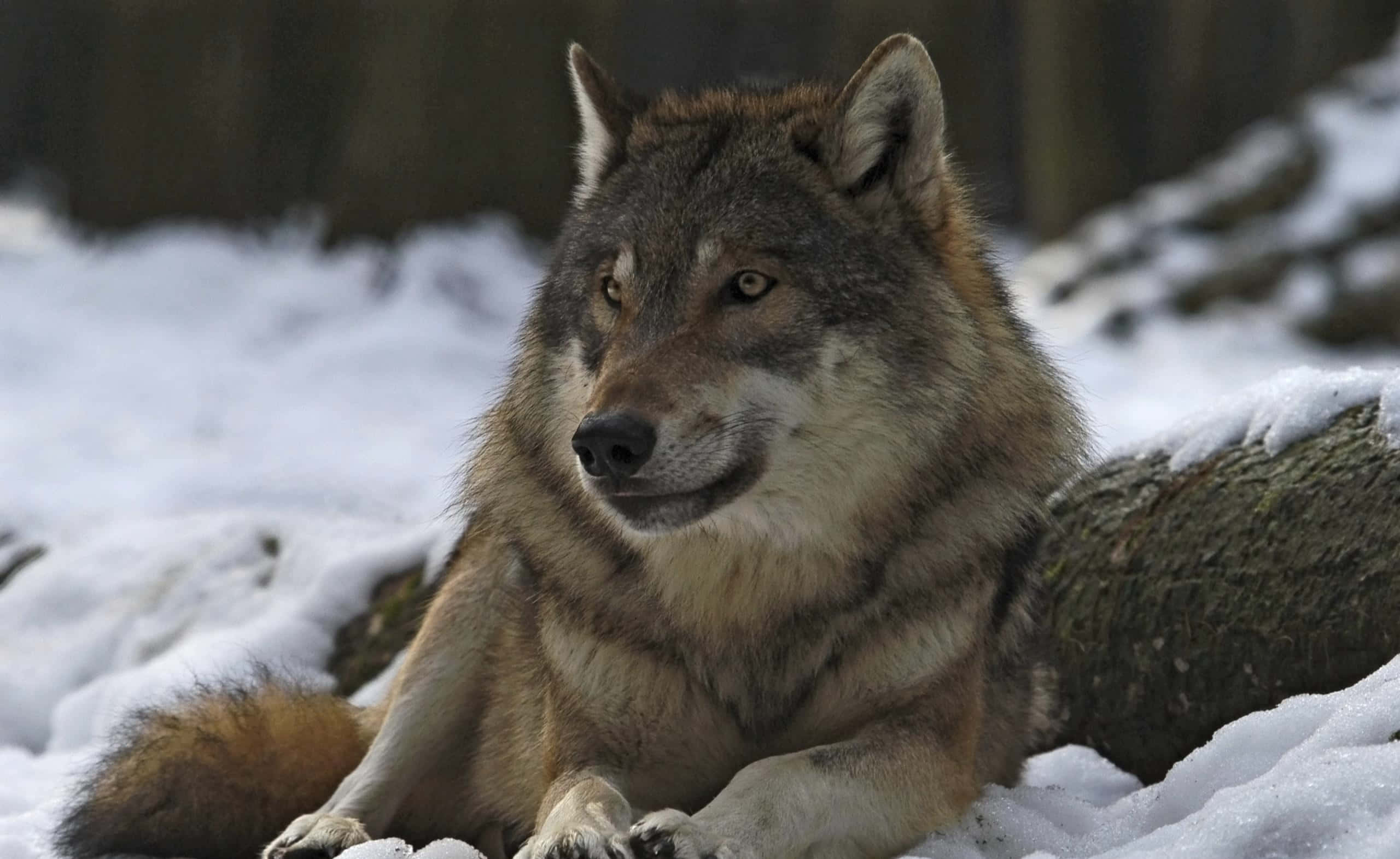 Gray Wolf, snowy forest clearing, thick fur, 2K Desktop Wallpaper
