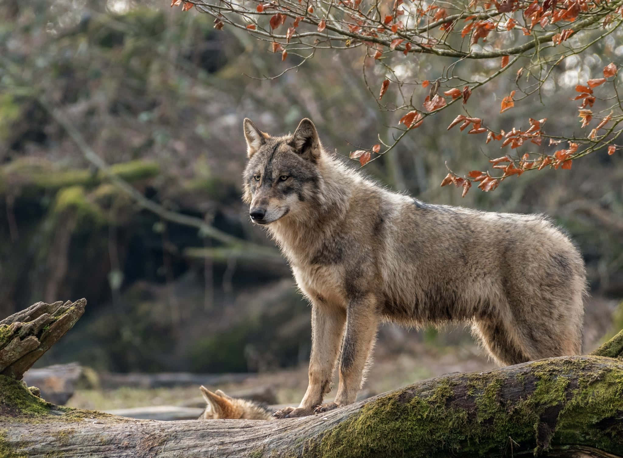 Gray Wolf, autumn leaves, forest, Full HD Desktop Wallpaper