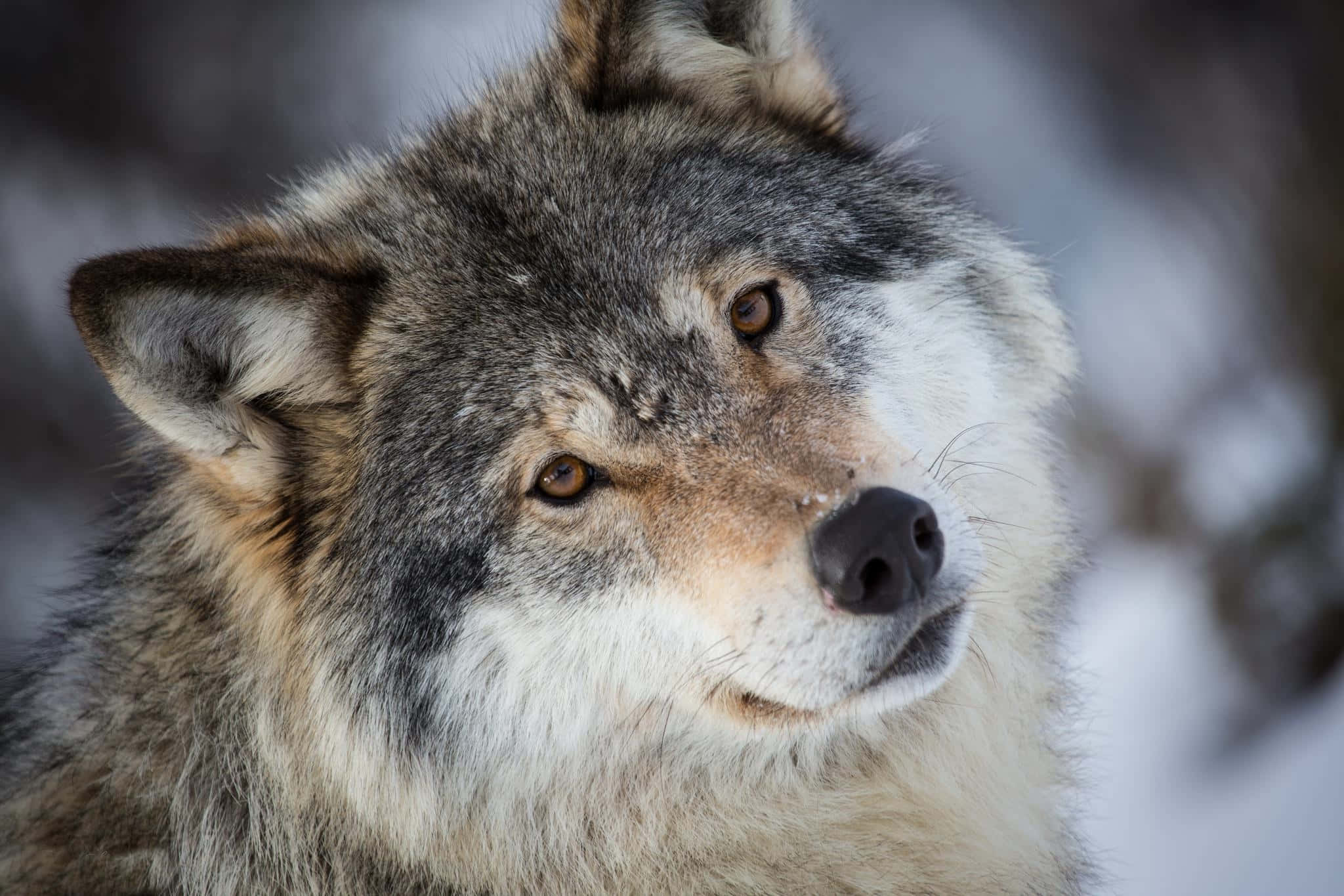 Gray Wolf, amber eyes, snowy winter backdrop, Full HD Desktop Wallpaper