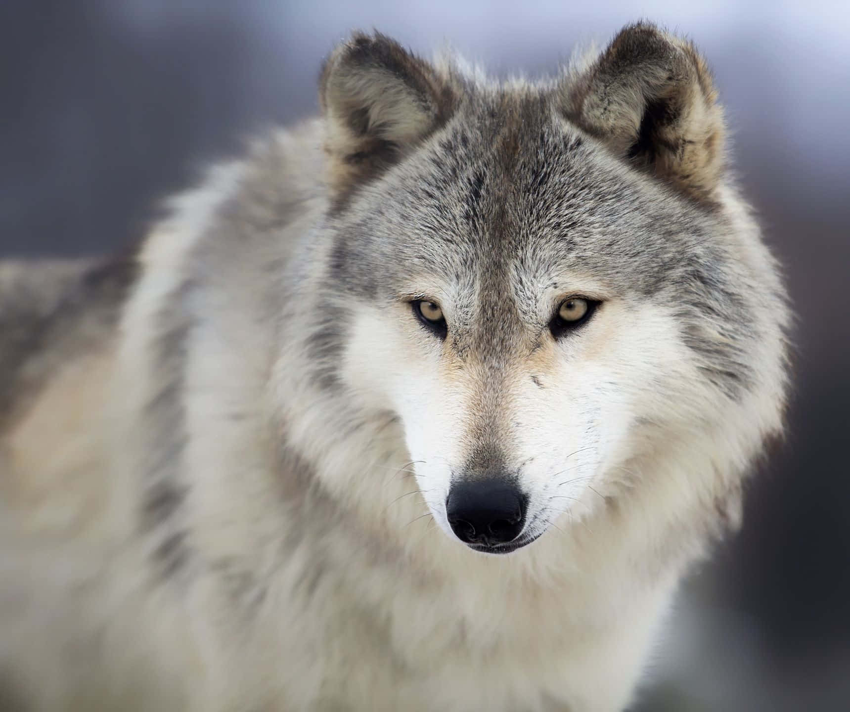 Gray Wolf, amber eyes, snowy background, HD Desktop Wallpaper