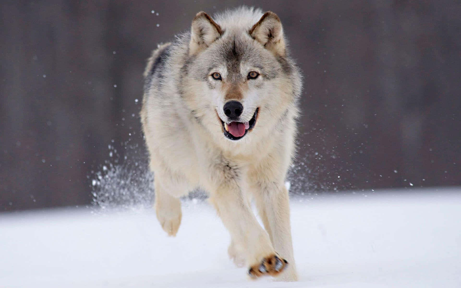 Gray Wolf, winter forest, falling snow, Full HD Desktop Wallpaper