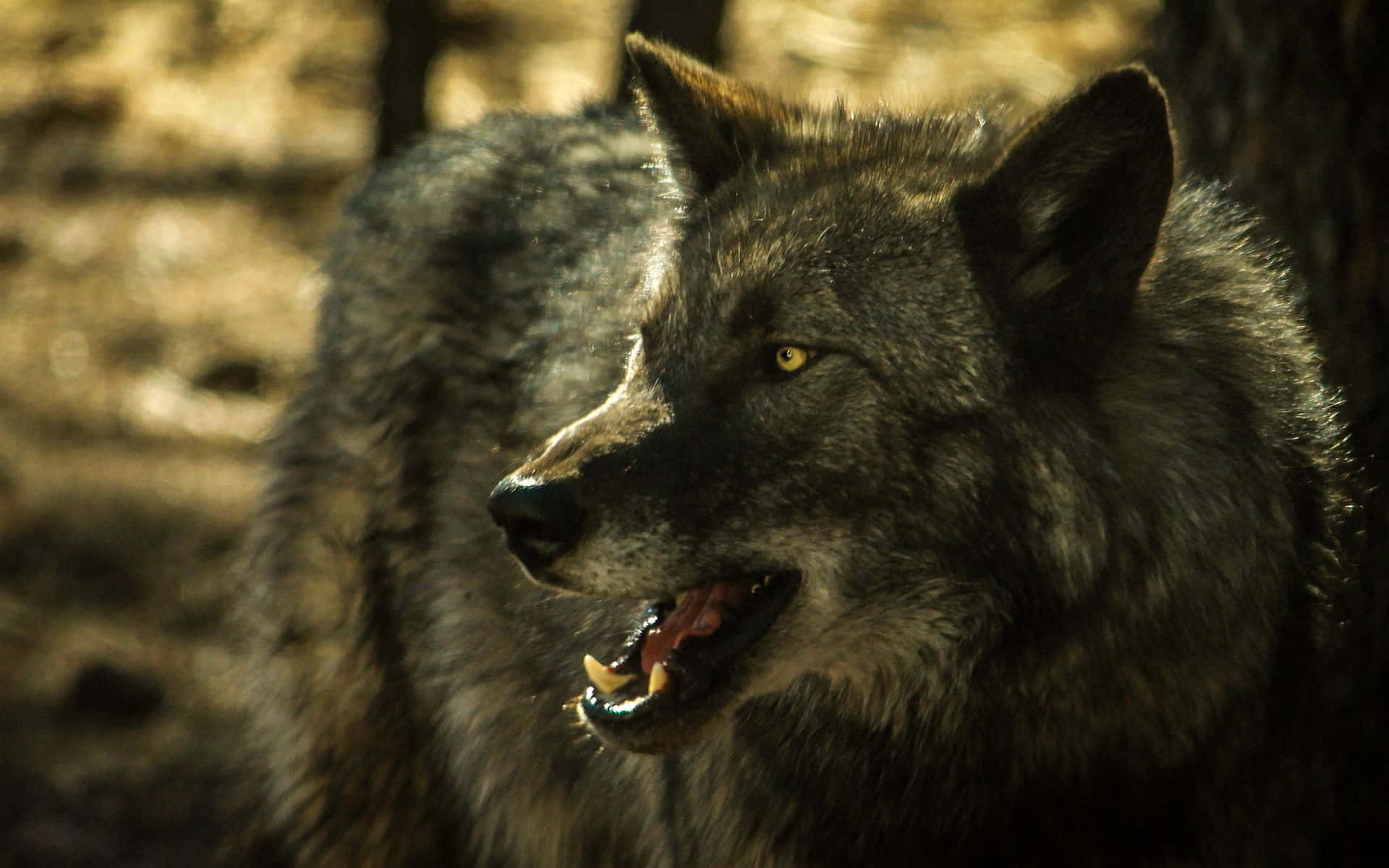 Gray Wolf, glowing yellow eyes, forest, Full HD Desktop Wallpaper