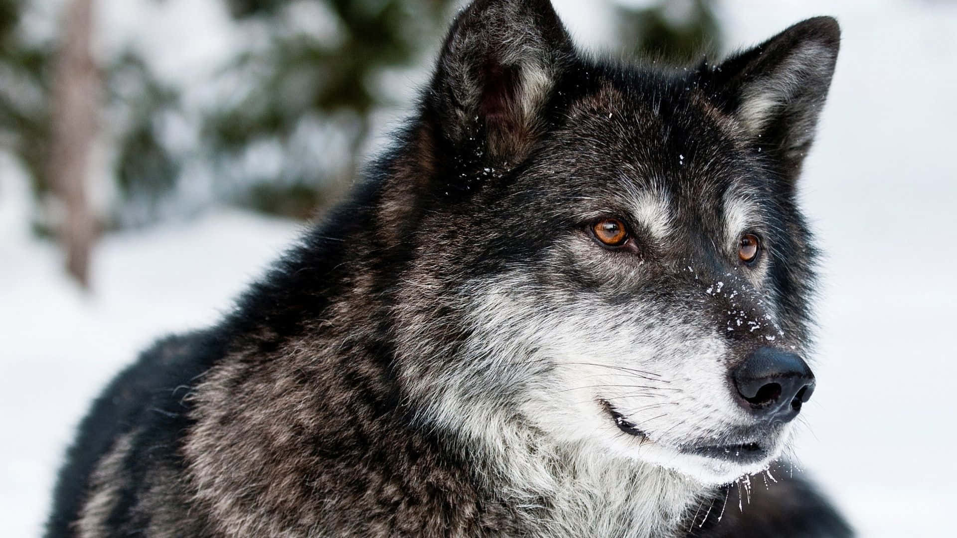 Gray Wolf, amber eyes, snowy forest, Full HD Desktop Wallpaper