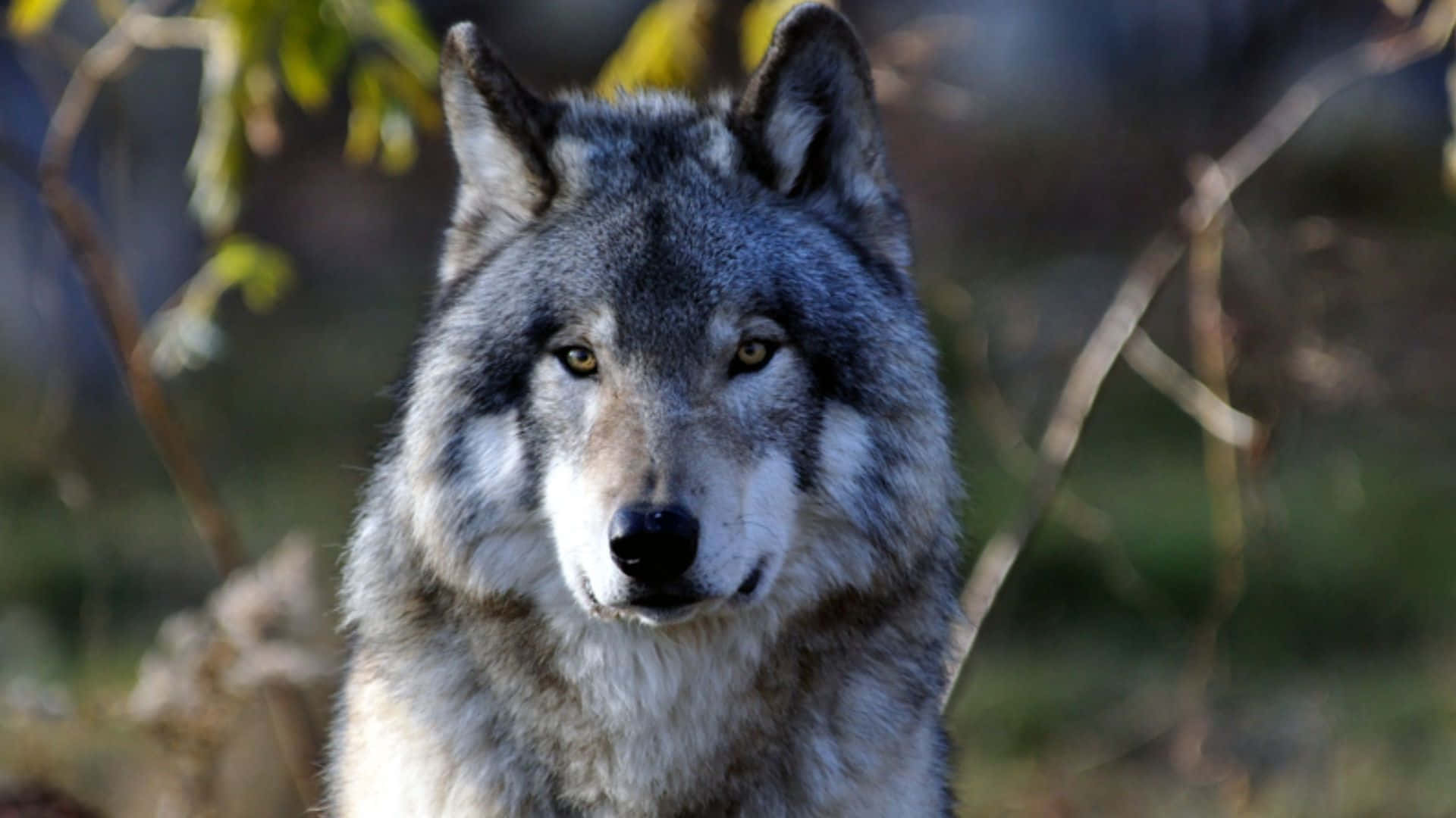 Gray Wolf, piercing yellow eyes, blurred natural backdrop, Full HD Desktop Wallpaper