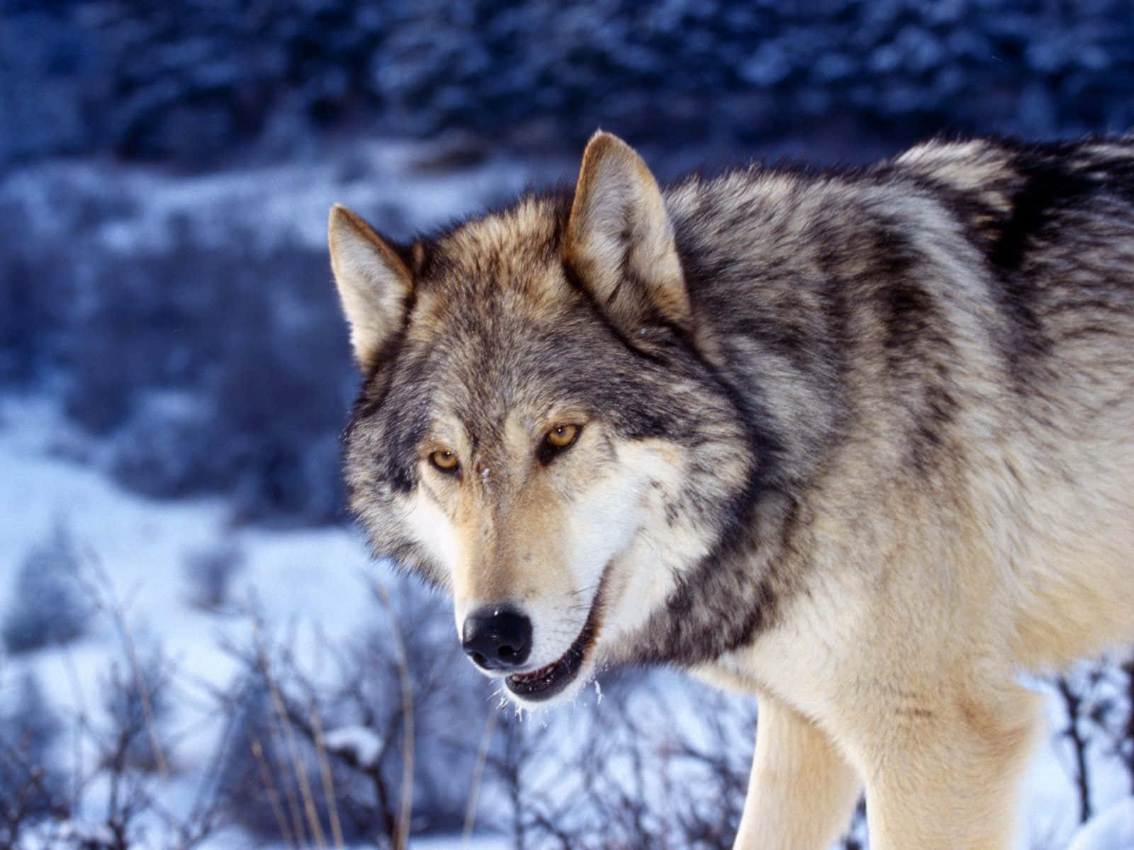 Gray Wolf, snowy winter forest, frosty breath, HD Desktop Wallpaper