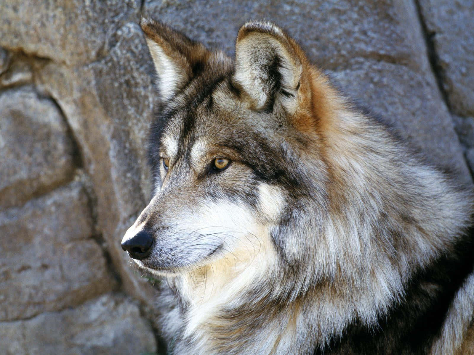Gray Wolf, amber eyes, rugged stone wall, HD Desktop Wallpaper
