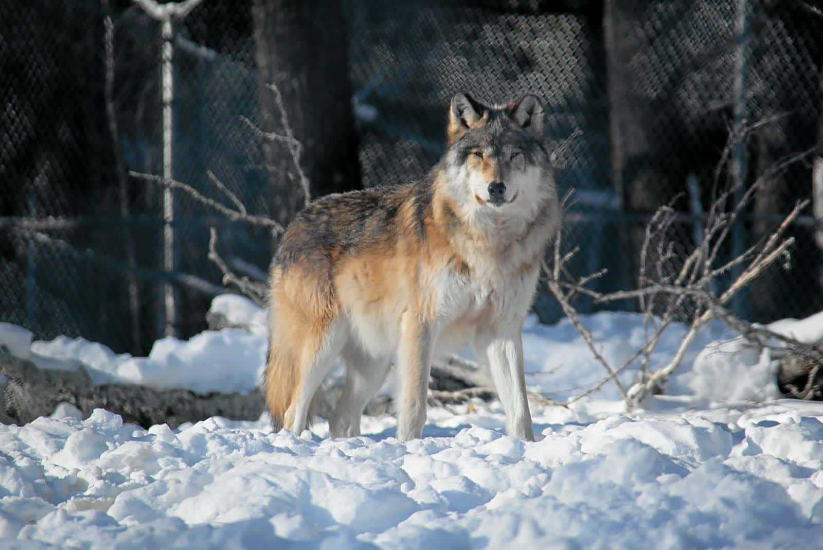 Gray Wolf, deep snow, bare branches, HD Desktop Wallpaper