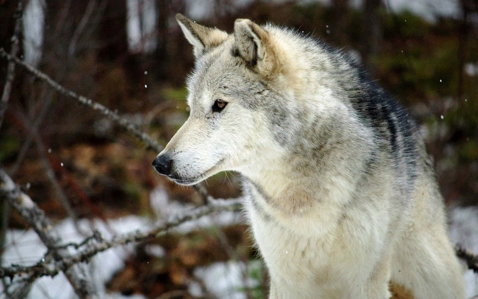 Gray Wolf, snowy forest, bare branches, HD Desktop Wallpaper